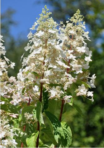 Hydrangea paniculata 'Big Ben'VN