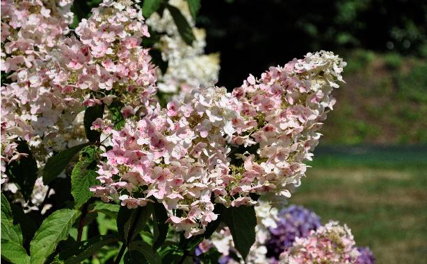 Hydrangea paniculata 'Pee Wee' VVN