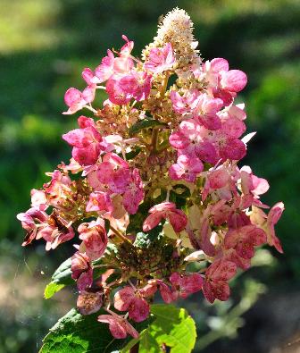 Hydrangea paniculata 'Magical Fire' 