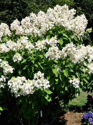 Hydrangea paniculata Midnight summer 