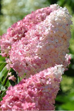 Hydrangea paniculata ' Vanille Fraise' -Jean Renault