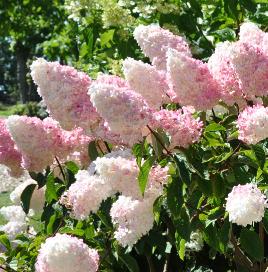 HydrangeapaniculataVanilleFraiseglobalview