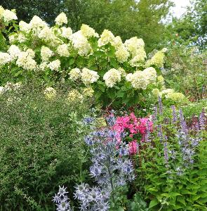 HydrangeaPaniculatainborder