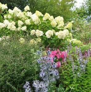 HydrangeaPaniculatainborder