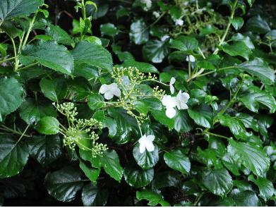 Hydrangeapetiolaristuin