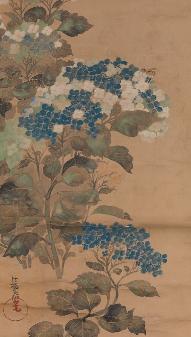 hydrangeasattribogatakorinmma7b