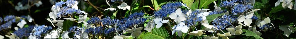 HydrangeaserrataOdorikaAmachavn