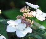 HydrangeaserrataBeniGakuVNN