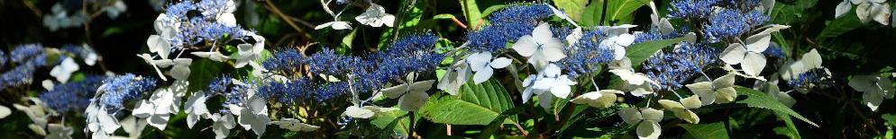 HydrangeaserrataOdorikaAmachavn