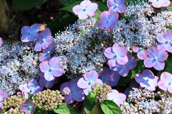 HydrangeaserrataMountAsoVNclose