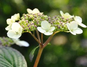 HydrangeaserrataImperatriceEugenieVNcloseshot