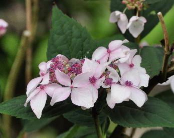 HydrangeaserrataGrayswoodVN3