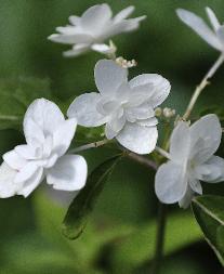 HydrangeaserrataShiroFujieindaugVN2