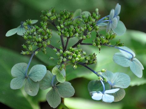 HydrangeaserrataHoshino3vn