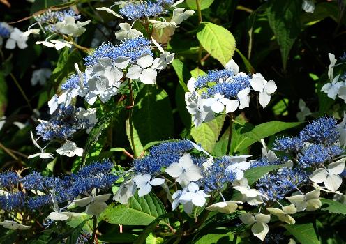 HydrangeaserrataOdorikaAmachavn