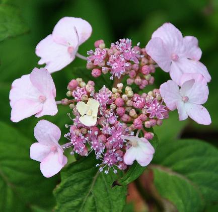 HydrangeaSerrataSHIZHIMACLOSEUP