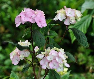 HYDRANGEASERRATAPREZIOSANICE