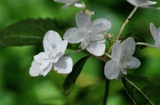 HydrangeaserrataShiroFujieindaugVN