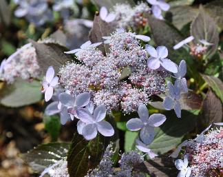 HydrangeaserrataTiaraVNN