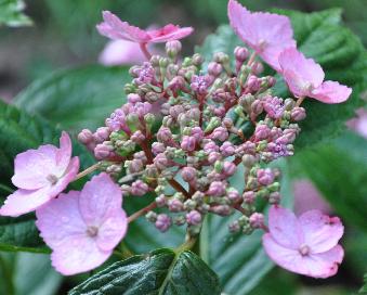 HydrangeaserrataHallasanjuni2011VN