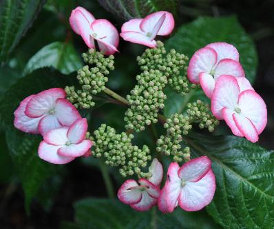 HydrangeaserrataKyosumiVNonzetuin