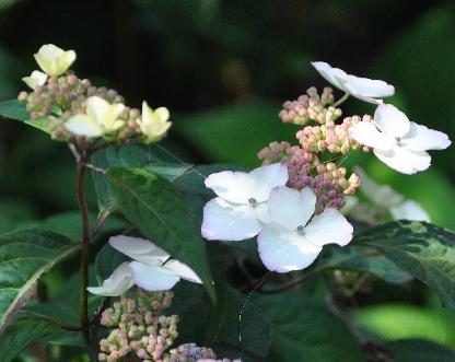 HydrangeaserrataBeniGakuVNN