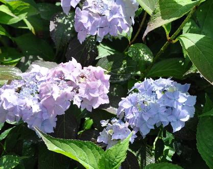 HydrangeaserrataBlueDeckle3kleuren