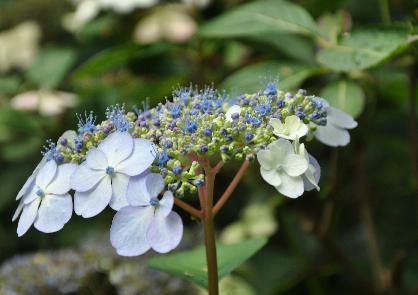 HydrangeaserrataBluebirdcloseupaugustusVeryverynice