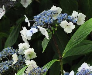 HydrangeaserrataNadeshikoGakuaugustus2013