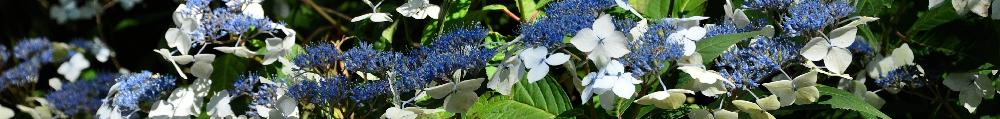 Ajisai - hortensia -tuin en kwekerij