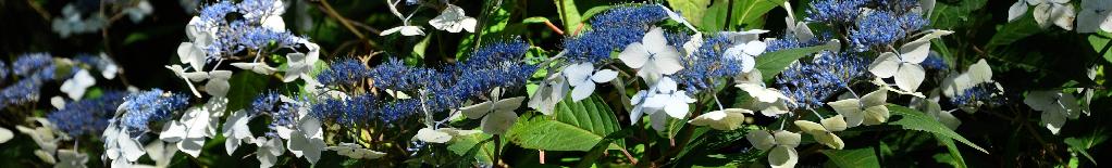 HydrangeaserrataOdorikaAmachavn