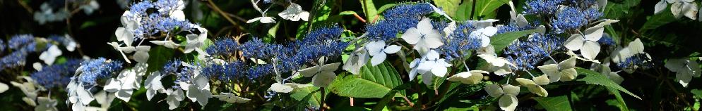 HydrangeaserrataOdorikaAmachavn