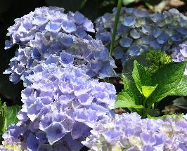 HydrangeaXiannice