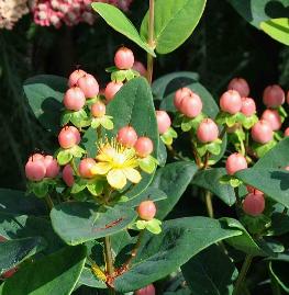 Hypericum calycinum herfsthooi