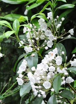 Kalmia latifolia