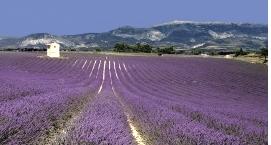 lavendulaveldenprovence