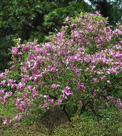 MagnoliaSusanvnfotoinarboretum