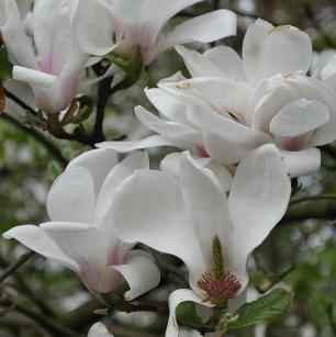 magnoliaxSoulangeanacloseup