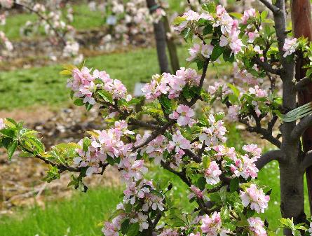 MalusdomesticaMichelinfransras1872ciderappel2bloessems