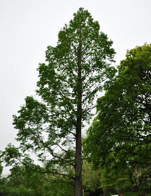 Metasequoia glyptostroboides chinese moerascipres Leiden