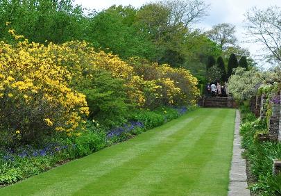 Moat Walk gele azaleas en bluebells en wallflowers