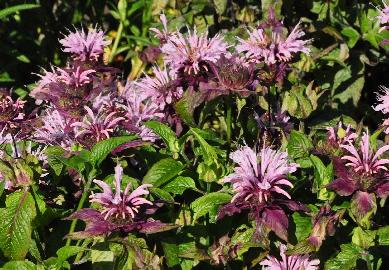 Monarda-Beauty-of-Cobham-bloemenvnn