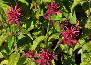 Monarda-Shelley-rode-bloemen