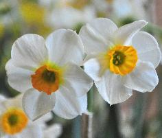 NarcissusBeautifulEyescloseupvn