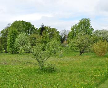 Orchardboomgaardweide