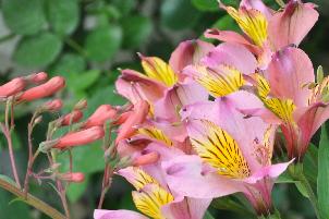 Alstroemeria - Incalelie