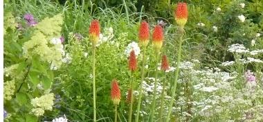 Kniphofia - Vuurpijl 