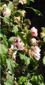 Hibiscus  Lady Stanley- arboretum het leen 