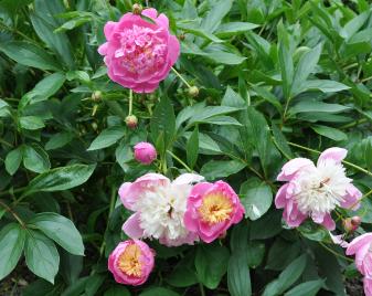 Paeonia 'White Wings' 3