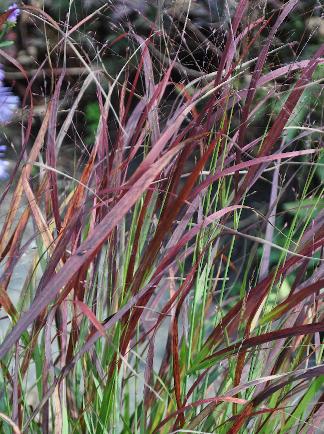 Panicum 'Kurt Bluemel' mooi siergras